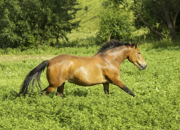 Red horse with a black mane and tail running in a field on the green grass