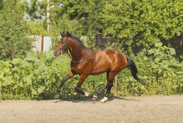 Red horse with a black mane and tail running in a field on the green grass