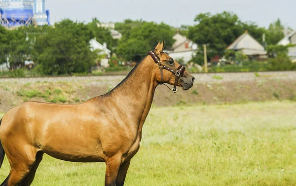 Red horse with a black mane and tail running in a field on the green grass