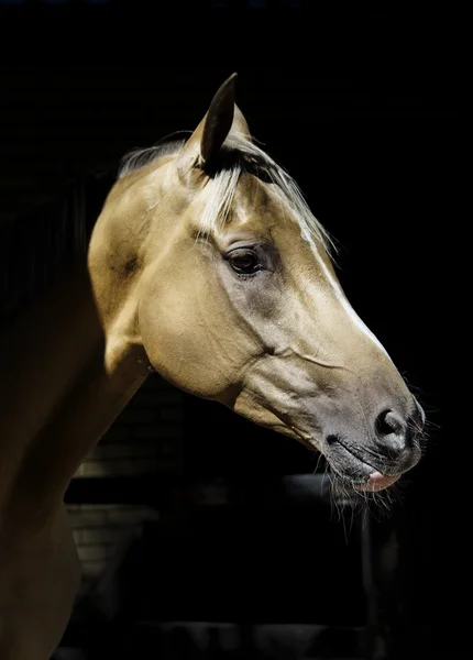 Head of a light brown horse in the shade on a black background