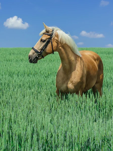 Light brown horse with a white mane and tail stands in a green field under a blue sky