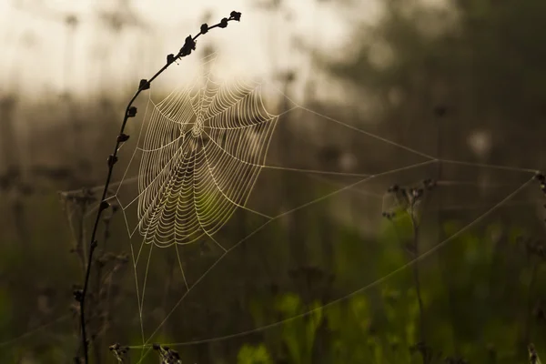 Spiderweb on the black plant on the dark background