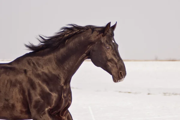 Dark brown horse running on the white field background.