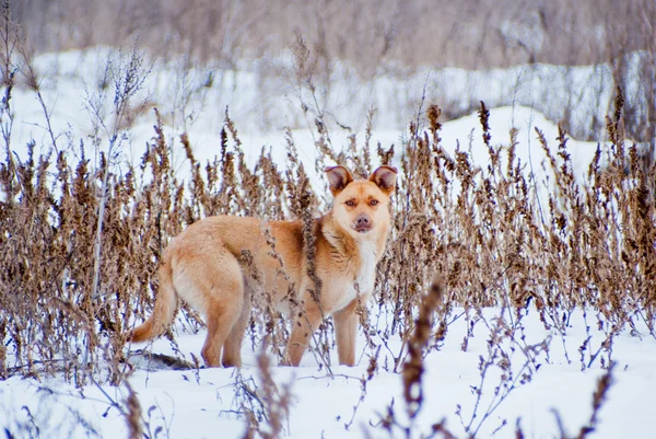 Yellow dog hiding on a gray grass background in a field