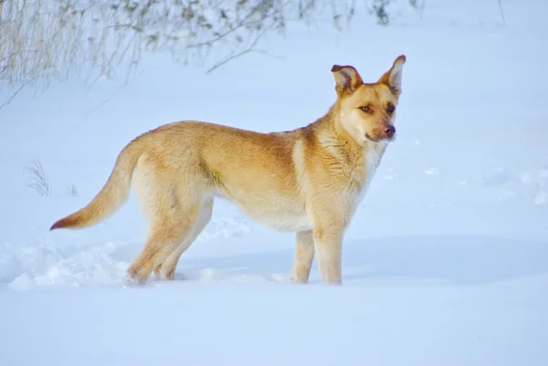 Yellow dog on the snow