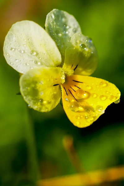 Petals of  flower covered with drops of dew