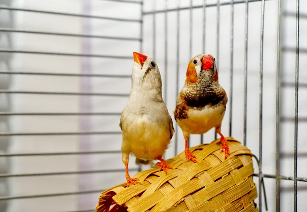 Two small Zebra-finch bird with a red beak sitting on a basket in a cage