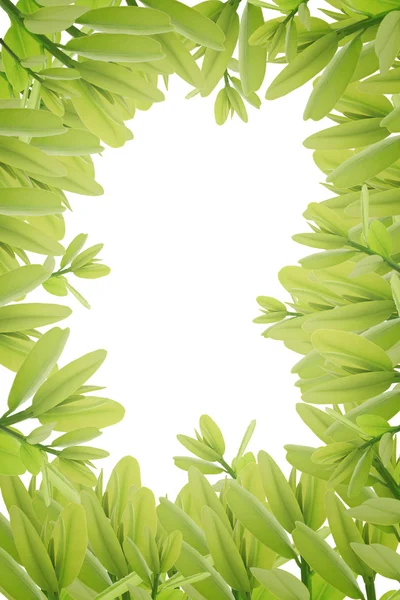 Green leaves on white background