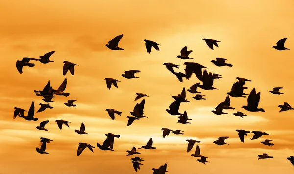 Swarm of Doves flying on sunset