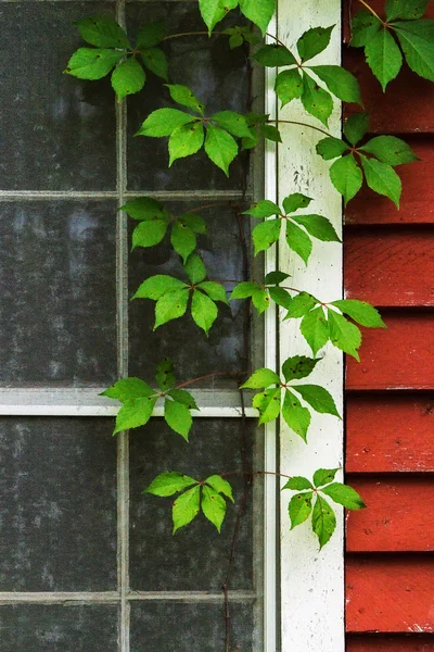 Window and Ivy