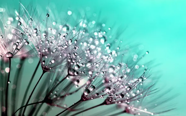 Water Droplets On A Dandelion Clock