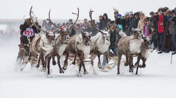 Racing on reindeer