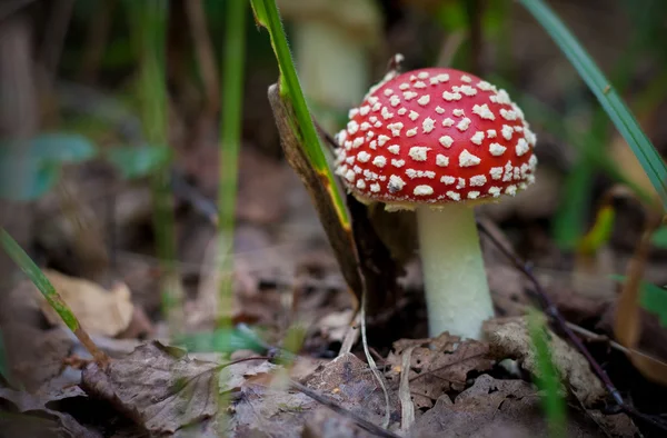 Poisonous Mushroom in Russia