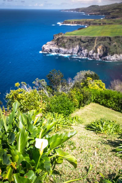 Green island in the Atlantic Ocean, Sao Miguel, Azores, Portugal