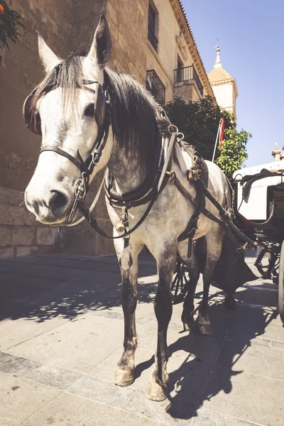 Traditional Horse and Cart at Cordoba Spain - travel background