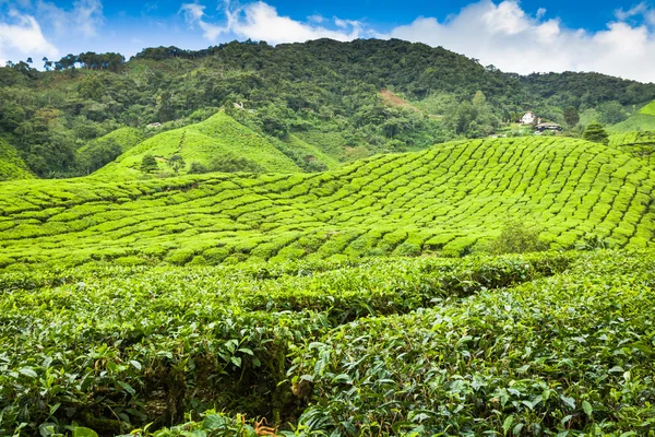Tea Plantation at the Cameron Highlands, Malaysia, Asia