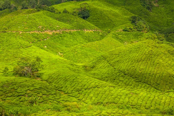 Tea plantations in state Kerala, India