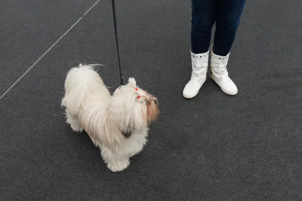 Cute dog at Quattrozampeinfiera in Milan, Italy