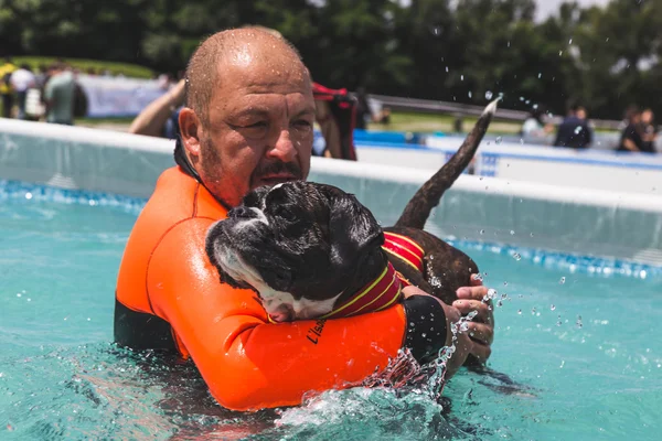 Dog in the swimming pool at Quattrozampeinfiera in Milan, Italy