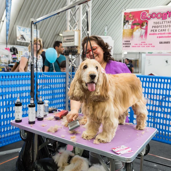 Dog grooming at Quattrozampeinfiera in Milan, Italy
