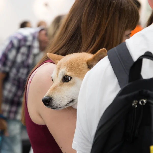 Cute dog at Quattrozampeinfiera in Milan, Italy