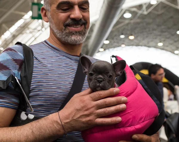 French bulldog puppy at Quattrozampeinfiera in Milan, Italy