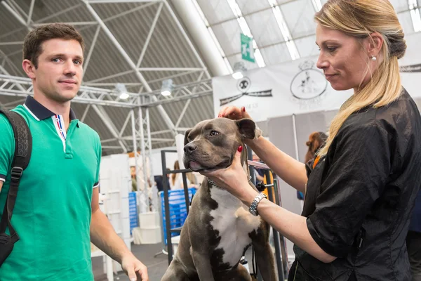 Dog grooming at Quattrozampeinfiera in Milan, Italy