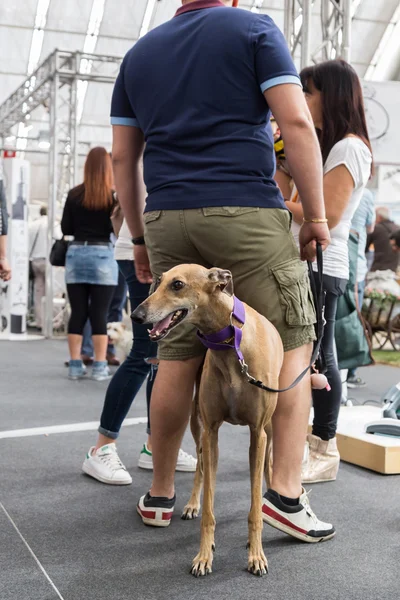 Cute dog at Quattrozampeinfiera in Milan, Italy