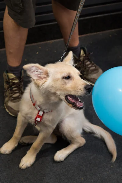 Cute dog at Quattrozampeinfiera in Milan, Italy