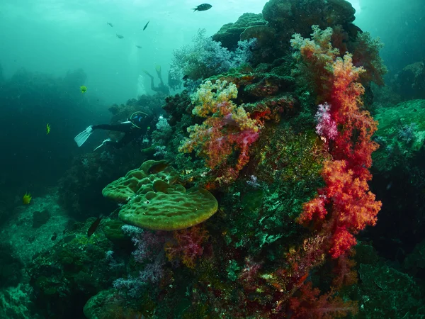 Coral reef and reef fish