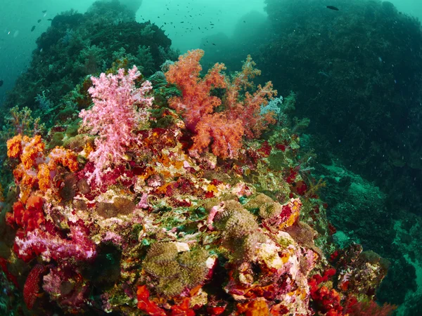 Coral reef and reef fish