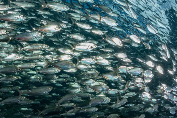 Sardine school of fish underwater