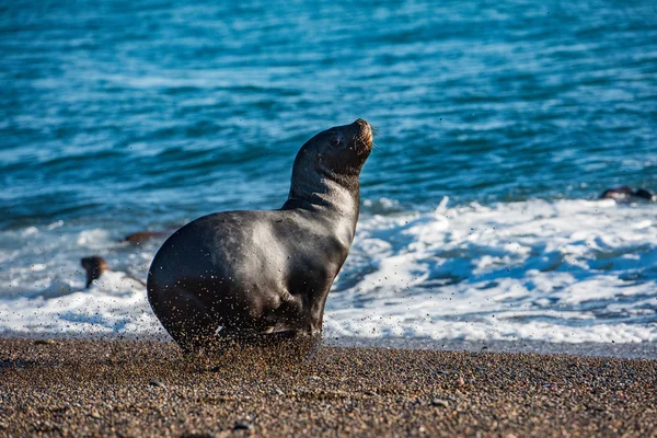 Sea lion on the beach in Patagonia