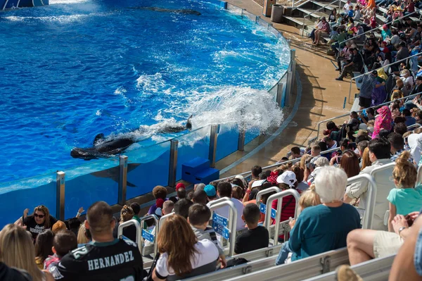 SAN DIEGO, USA - NOVEMBER, 15 2015 - The killer whale show at Sea World