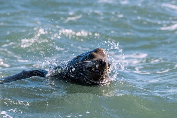 Male sea lion attacking you