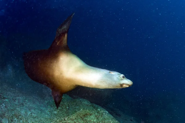 Sea lion seal underwater while diving galapagos