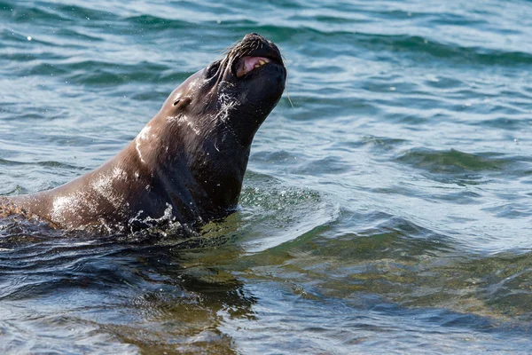 Male sea lion attacking you