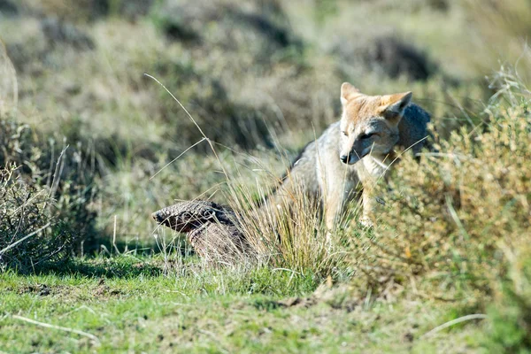Grey fox hunting armadillo on the grass