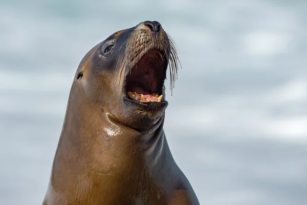 Female sea lion seal yawning