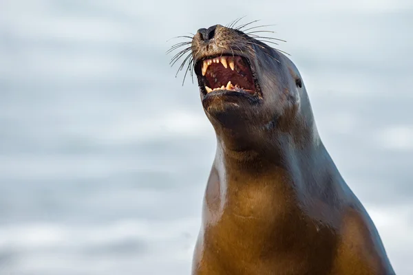 Female sea lion seal yawning