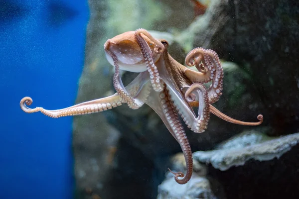 Octopus underwater close up portrait while hunting