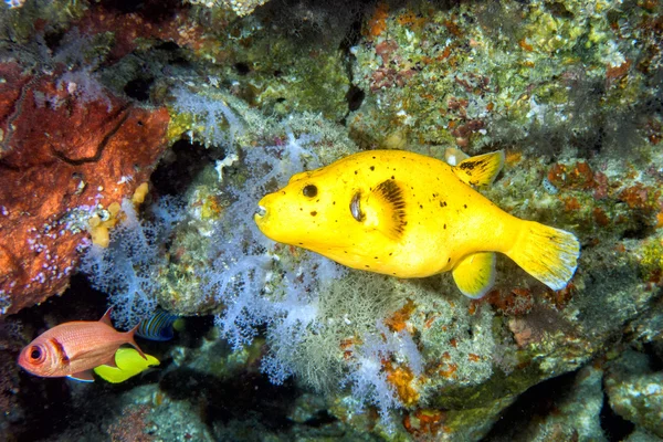 Yellow Puffer fish diving indonesia close up