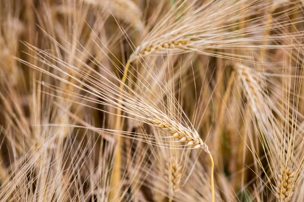 Mature Grain wheat field spike ear head