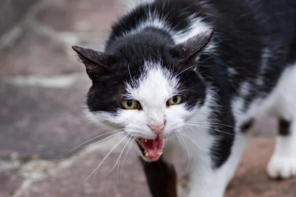 White and black cat ready to attack