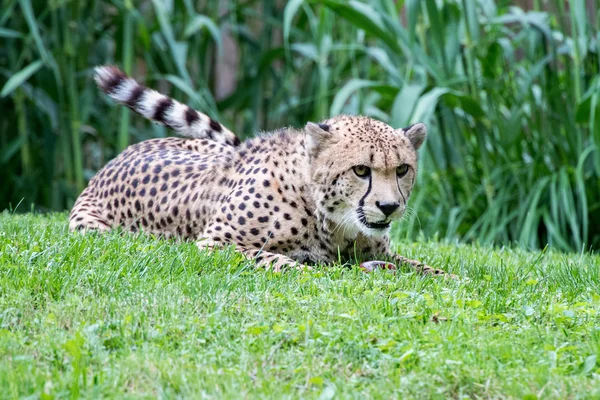 Cheeta Jaguar eyes portrait looking at you