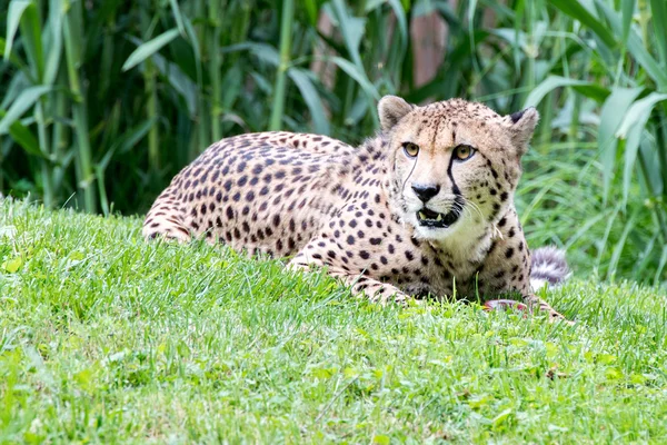 Cheeta Jaguar eyes portrait looking at you