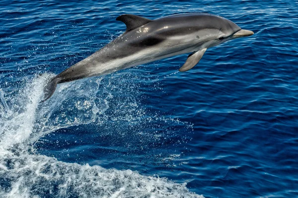 Dolphin while jumping in the deep blue sea