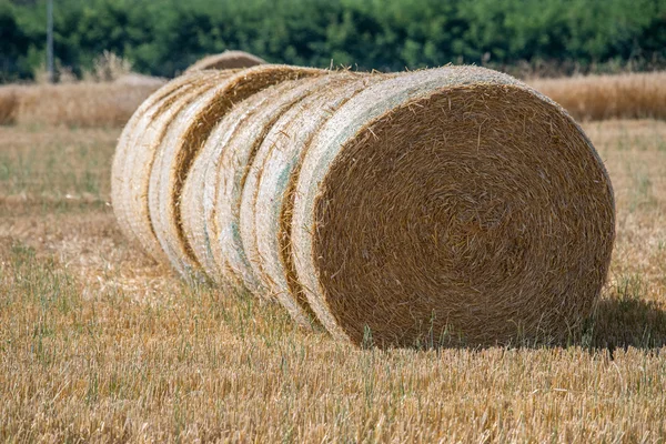 Packed hay bale harvested fodder balls ready