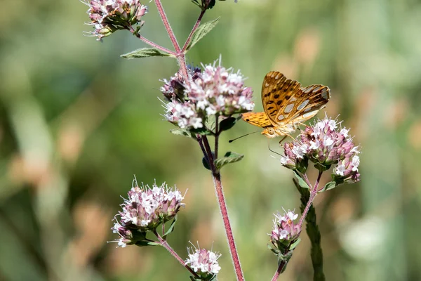 American small copper butterfly close up portrait