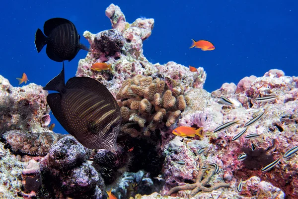 Maldives corals and Fish underwater panorama
